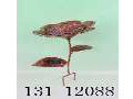 Click here to see the detail